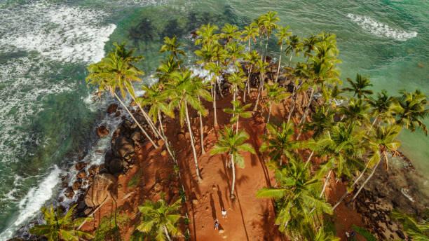 istock Palm trees on Mirissa beach, Sri Lanka 1402467118