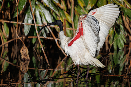 White Ibis with its wings up.