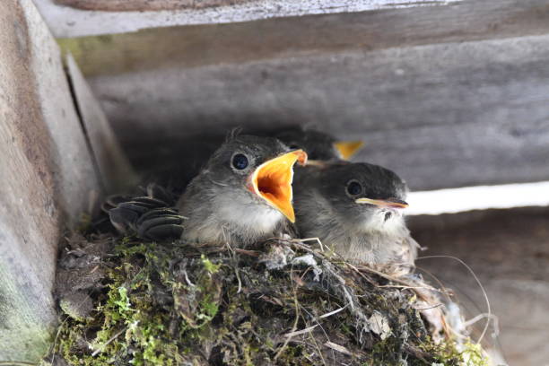 istock Baby birds Eastern Phoebes sitting in nest 1402468461
