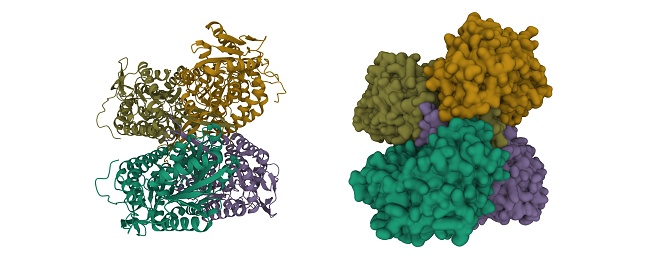 3D cartoon and Gaussian surface models. chain id color scheme, PDB 4wj9, white background.