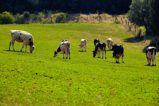 Herd of cows on farmland on a sunny day.