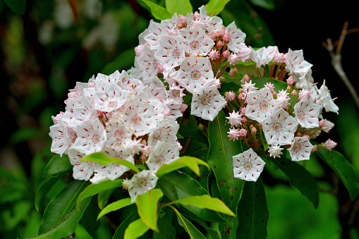 Kalmia latifolia, commonly called mountain laurel, calico bush, spoon wood, ivy bush or American laurel, is a genus of about seven evergreen shrubs in the heather family Ericaceae. The small tree or shrub, that is native to Eastern North America, is covered with abundant clusters of flowers, lasting for several weeks in late spring and early summer. The flowers are very showy and cup-shaped with five sides and range in color from deep pink to white with purple markings inside. The flowers give way to brown fruits in autumn that persist into winter.