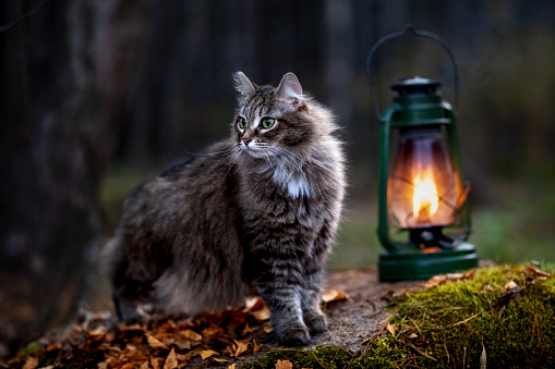 Norwegian forest cat female standing outdoors in forest looking for birds