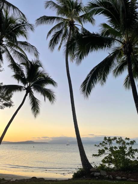 istock Palm Trees and Sunset in Port Douglas 1402469544
