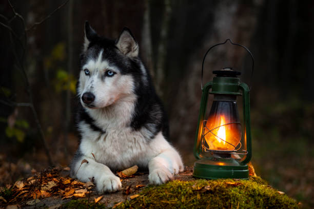 husky con una lanterna in autunno - yellow landscapes nature park foto e immagini stock