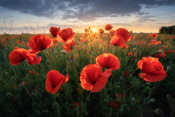 istock Red poppies close up in bloom 1402470222