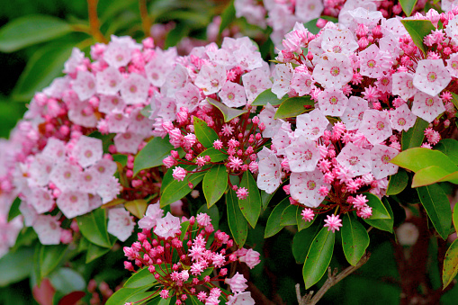 Kalmia latifolia, commonly called mountain laurel, calico bush, spoon wood, ivy bush or American laurel, is a genus of about seven evergreen shrubs in the heather family Ericaceae. The small tree or shrub, that is native to Eastern North America, is covered with abundant clusters of flowers, lasting for several weeks in late spring and early summer. The flowers are very showy and cup-shaped with five sides and range in color from deep pink to white with purple markings inside. The flowers give way to brown fruits in autumn that persist into winter.