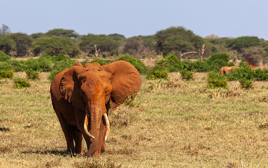 Tsavo East National Park Red African Elephants at Wild