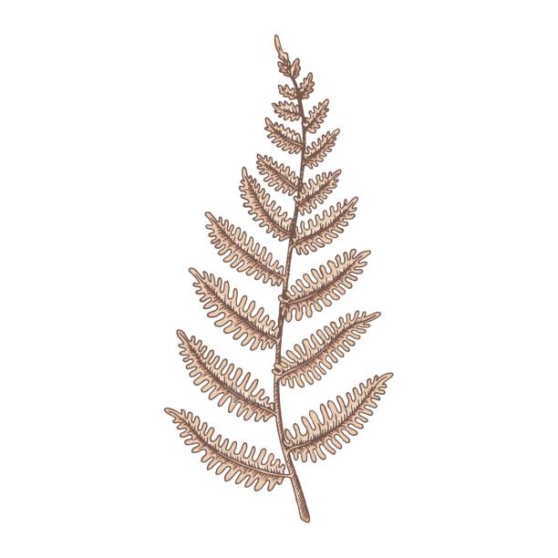istock Hand drawn fern isolated on white. Vector illustration in sketch style. 1402471514