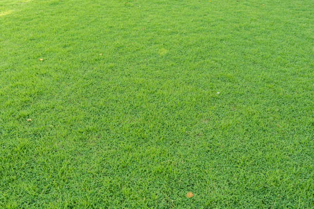 istock Growing Green Grass At Field In Summer. 1402474591