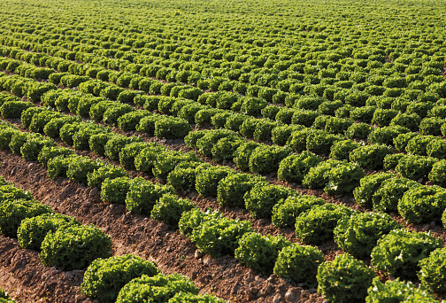 Rows of lettuce on a large agriculture field.