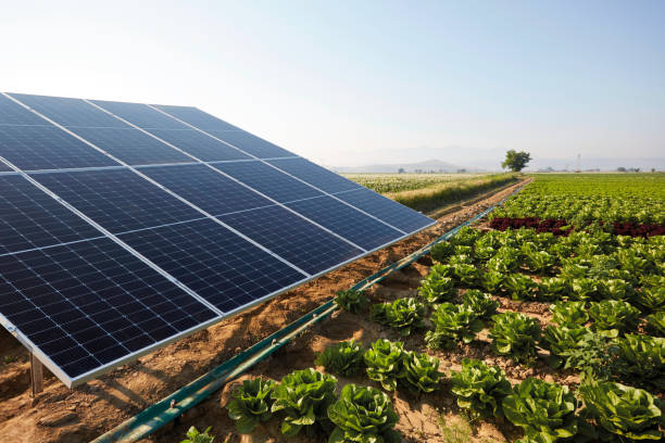 solar panels in a lettuce field. - commercial sprinkler system imagens e fotografias de stock