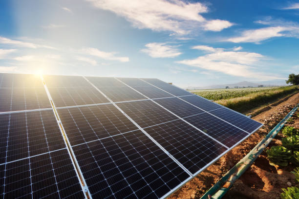 istock Solar panels in a lettuce field. 1402475385