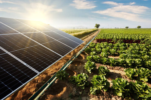 istock Solar panels in a lettuce field. 1402475386