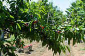 istock Cherry harvest 1402476650