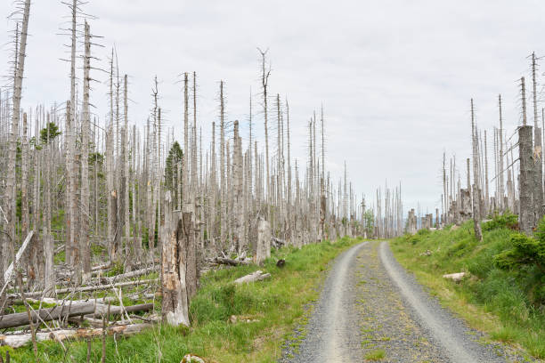 dead spruces at a hiking trail from Ilsenburg to the summit of the Brocken in the Harz National Park dead spruces at a hiking trail from Ilsenburg to the summit of the Brocken in the Harz National Park in Germany forest dieback stock pictures, royalty-free photos & images