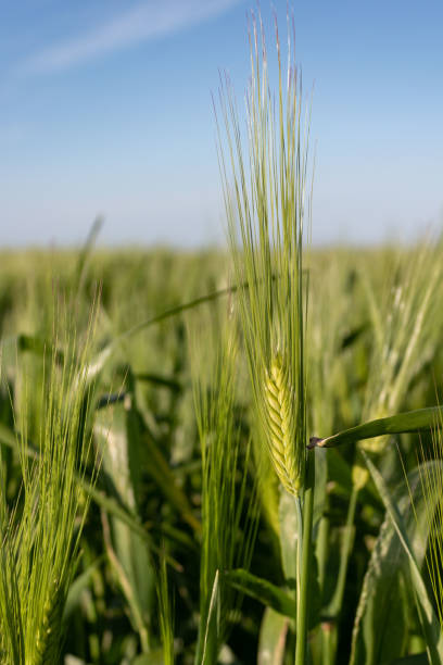 istock Ear of wheat on the field 1402479340