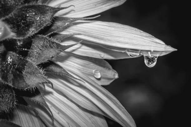 istock Yellow common sunflower (Helianthus annuus) plant, Uganda, Africa 1402479754