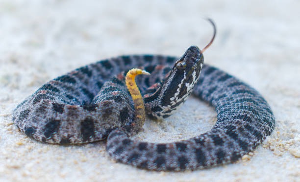 Dusky Pigmy Rattlesnake - Sisturus miliarius barbouri - side view of head with tongue out, showing yellow tail with rattle stock photo
