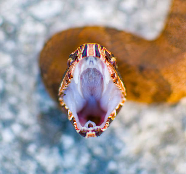 Close up view of a young Eastern cottonmouth snake - Agkistrodon piscivorus with its mouth wide open showing white coloring. stock photo