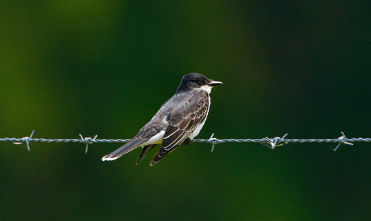 Eastern kingbird - Tyrannus tyrannus - perched on barbed wire
