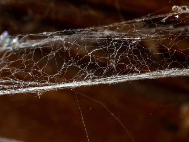 istock Spider's web in an abandoned building in europe 1402480950