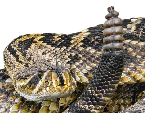 eastern diamondback rattlesnake - crotalus adamanteus - coiled in strike pose, tongue out and up, rattle next to head. Isolated cutout on white background
