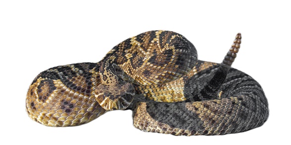 eastern diamond back rattlesnake - crotalus adamanteus - coiled in defensive strike pose with tongue out. Isolated cutout on white background