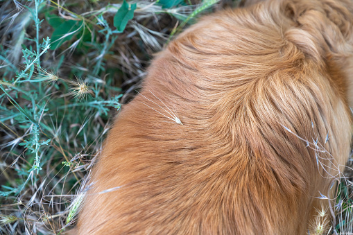 Dried spike of mouse barley in the red hair of a long-haired dog. Hordeum murinum spikelets can get stuck in the pet's fur, paws, ears, and other parts of the body. Top view