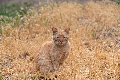 A red cat sits among brown spikelets of wild grasses. A street cat in the middle of a mouse or false barley. The cat is sick with conjunctivitis. Veterinary care for homeless animals concept