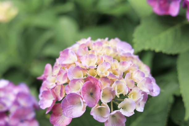 istock Hydrangea, a hydrangea that blooms beautifully during the rainy season in early summer June 1402481808