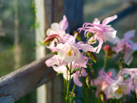 A close-up shot of light pink Common columbine (Aquilegia vulgaris) flowers blooming in a garden.