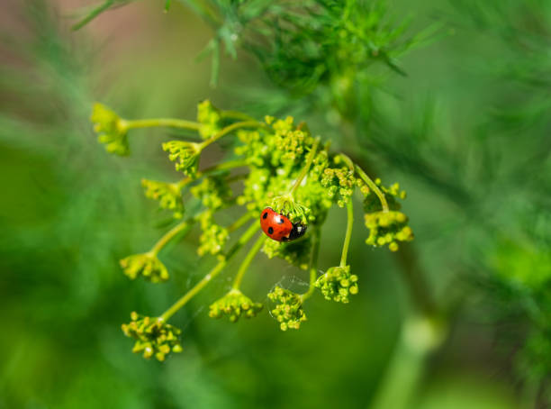 A Close-up shot of a Ladybug on a dill flower