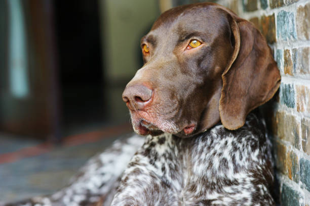 portrait of a dog. kurzhaar. brown pet. - alman kısa tüylü pointeri stok fotoğraflar ve resimler