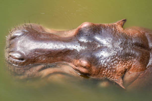 feche a cabeça hipopótamo no rio - hippopotamus amphibian sleeping hippo sleeping - fotografias e filmes do acervo