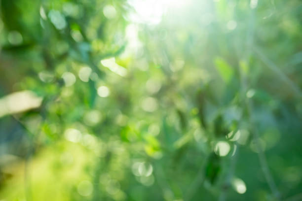 Green blurred nature background Green blurred nature background with light reflections. back lit stock pictures, royalty-free photos & images