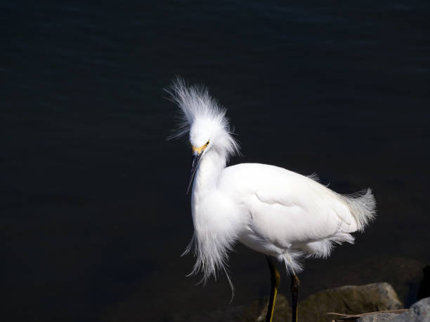 Snowy Egret stock photo