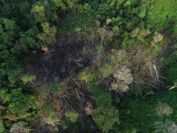 istock Agricultural Land Clearing 1402486617