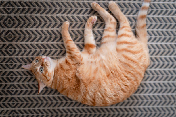 domestic cats on the carpet