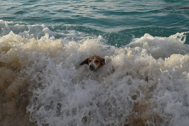 My dog swimming to shore as a wave comes in (Cabbage Beach, Bahamas)