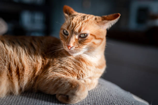 istock Brown tabby cat with green eyes close up 1402488277