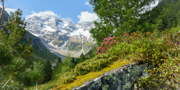 panorama de rosas alpinas sobre roca con glaciar de fondo - european alps tirol rhododendron nature fotografías e imágenes de stock