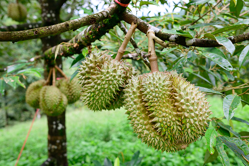 Fresh durians on tree in an orchard, tropical fruit.