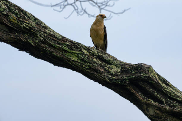 istock Chiriguare or Caricare Sabanero perched on tree branch 1402490999