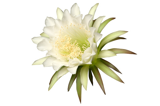 White cactus flower isolated on white background. Tropical plant.
