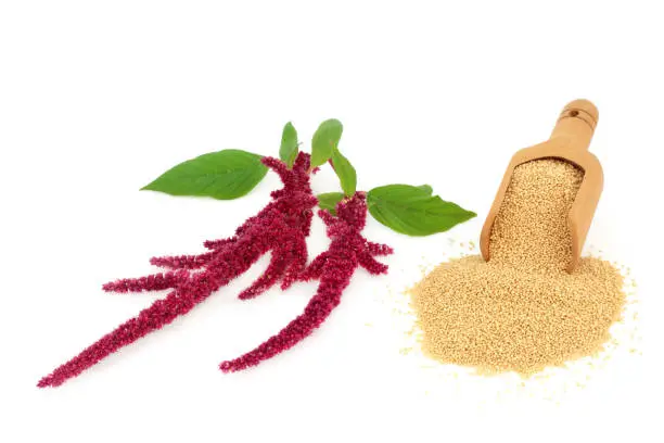 Amaranth dried grain in a scoop with amaranthus plant in flower. Nourishing health food gluten free, high in antioxidants, protein and micro nutrients. Lowers cholesterol and helps weight loss. On white.