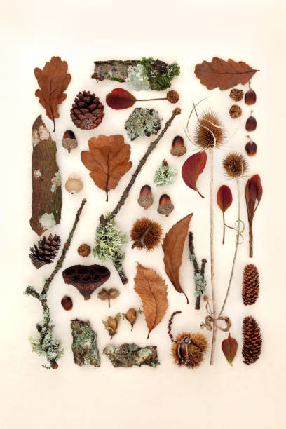 istock Autumn Nature Study Flora and Fauna Collection 1402491225