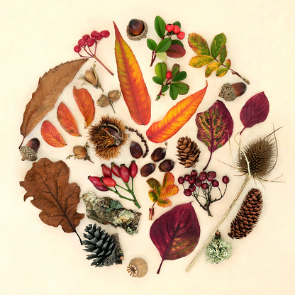 Autumn nature study arrangement of leaves, flora and fauna. Natural botanical collection for Thanksgiving Fall season. Abstract circular design, flat lay on hemp paper background.