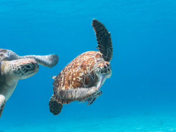 Seascape with Green Sea Turtle in the Caribbean Sea around Curacao stock photo