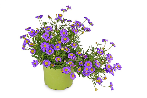 Blooming purple rocky daisy flowers in pot on white background